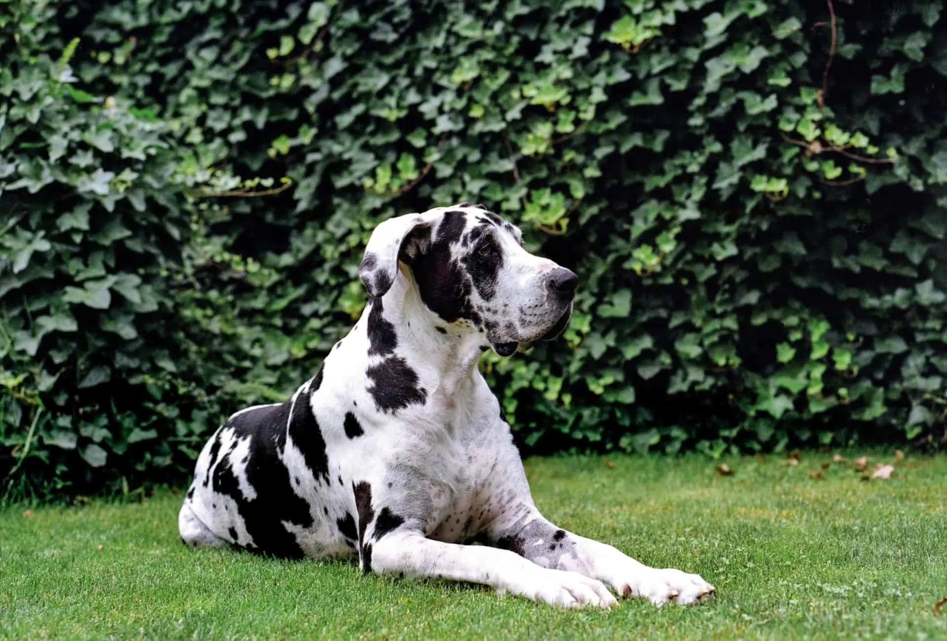 Great Dane calmly laying the yard.