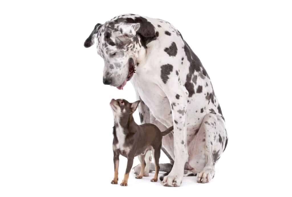 Great Dane looks down on Chihuahua, a smaller dog breed that often has a longer lifespan compared to large breeds.
