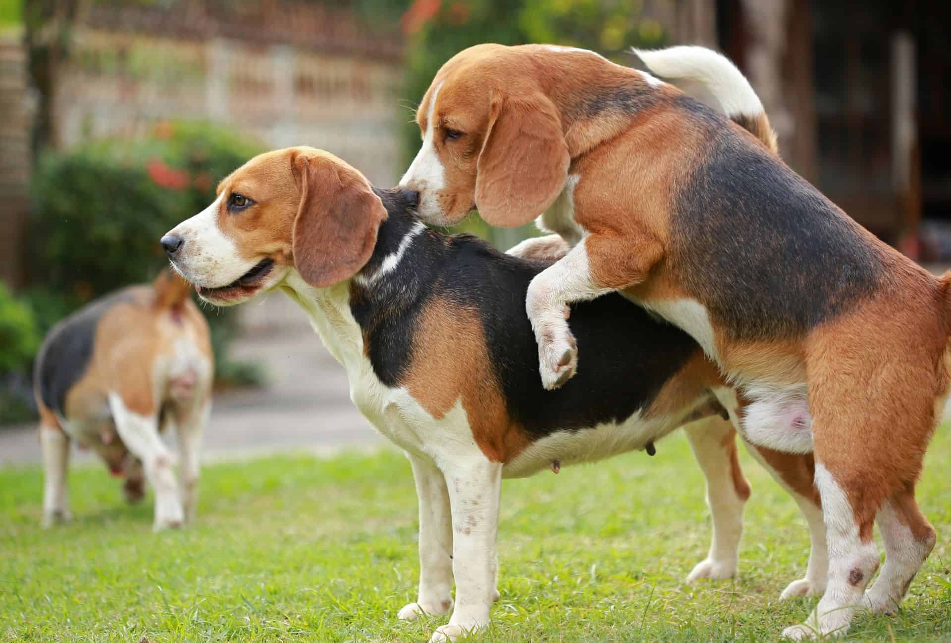 Male Beagle mounts a female Beagle.