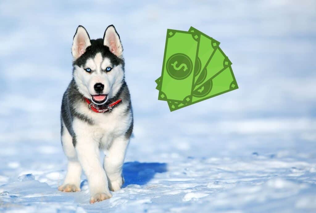 Husky puppy running snow with dollar bills next to him, displaying that Husky puppies can be expensive.