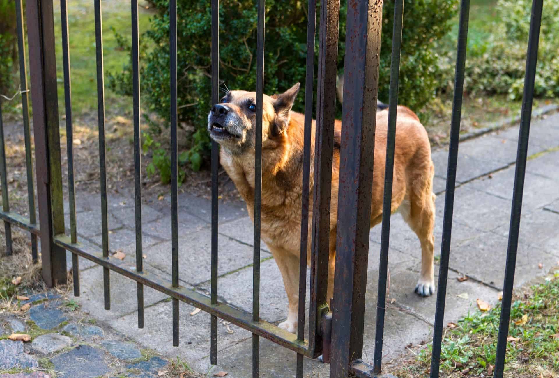 Dog presses his snout through the gate to bark at the neighbor or passerby.