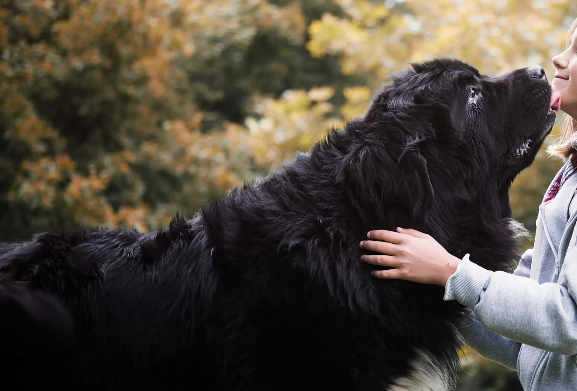 Big black Newfoundland kisses a child.