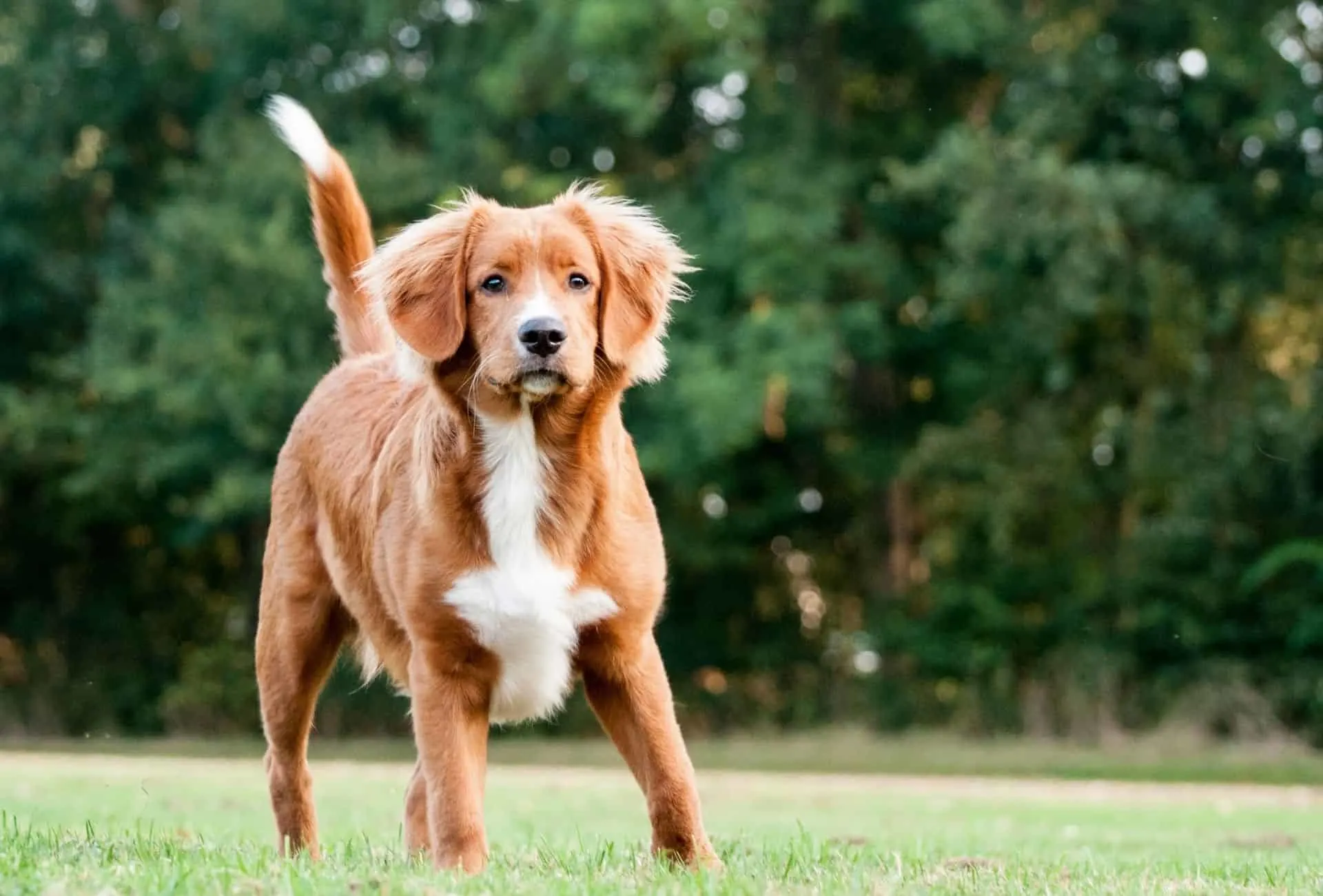 Super cute Nova Scotia Duck Tolling Retriever might be a good fit for shy children.