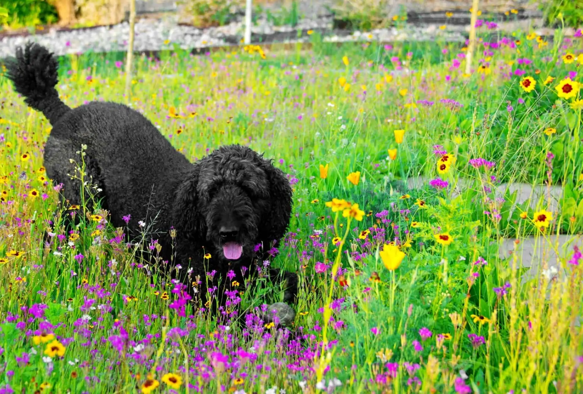 Black Standard Poodle makes a play-bow in a colorful flower bed.