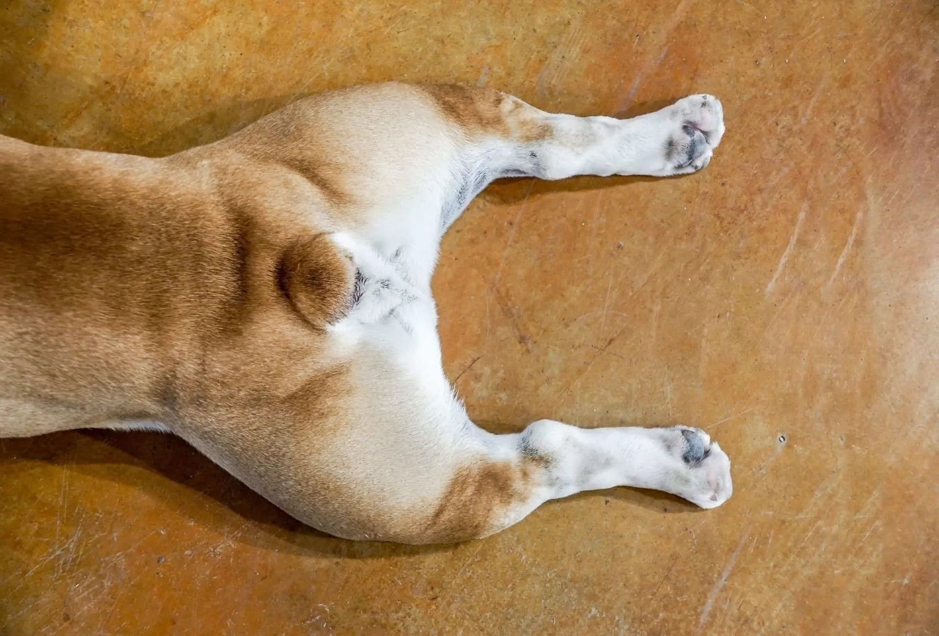 The rear end of a pug lying flat on the floor with the hind legs stretched.