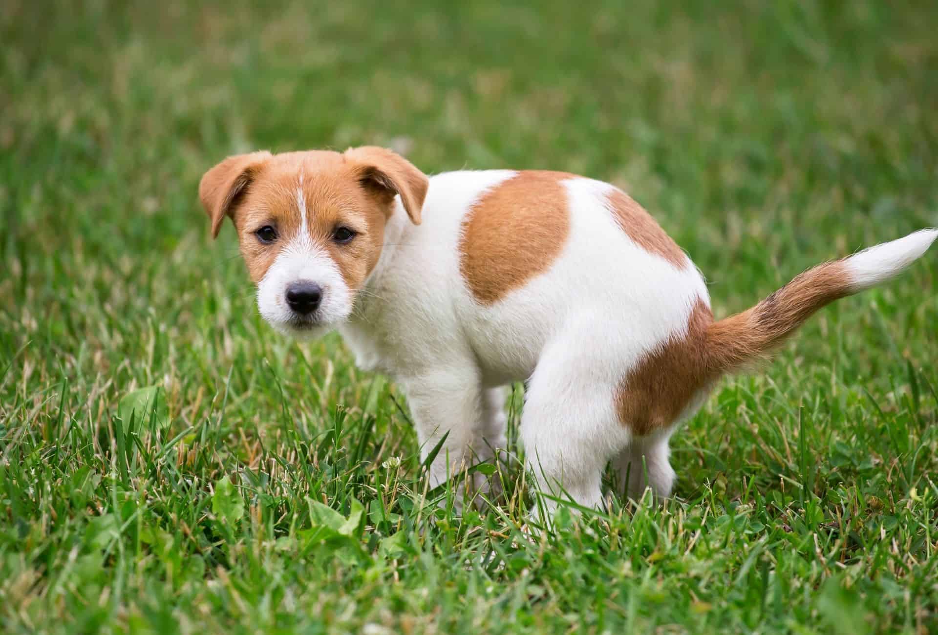 Puppy is about to scoot over the grass to possibly alleviate his itchy rear end.