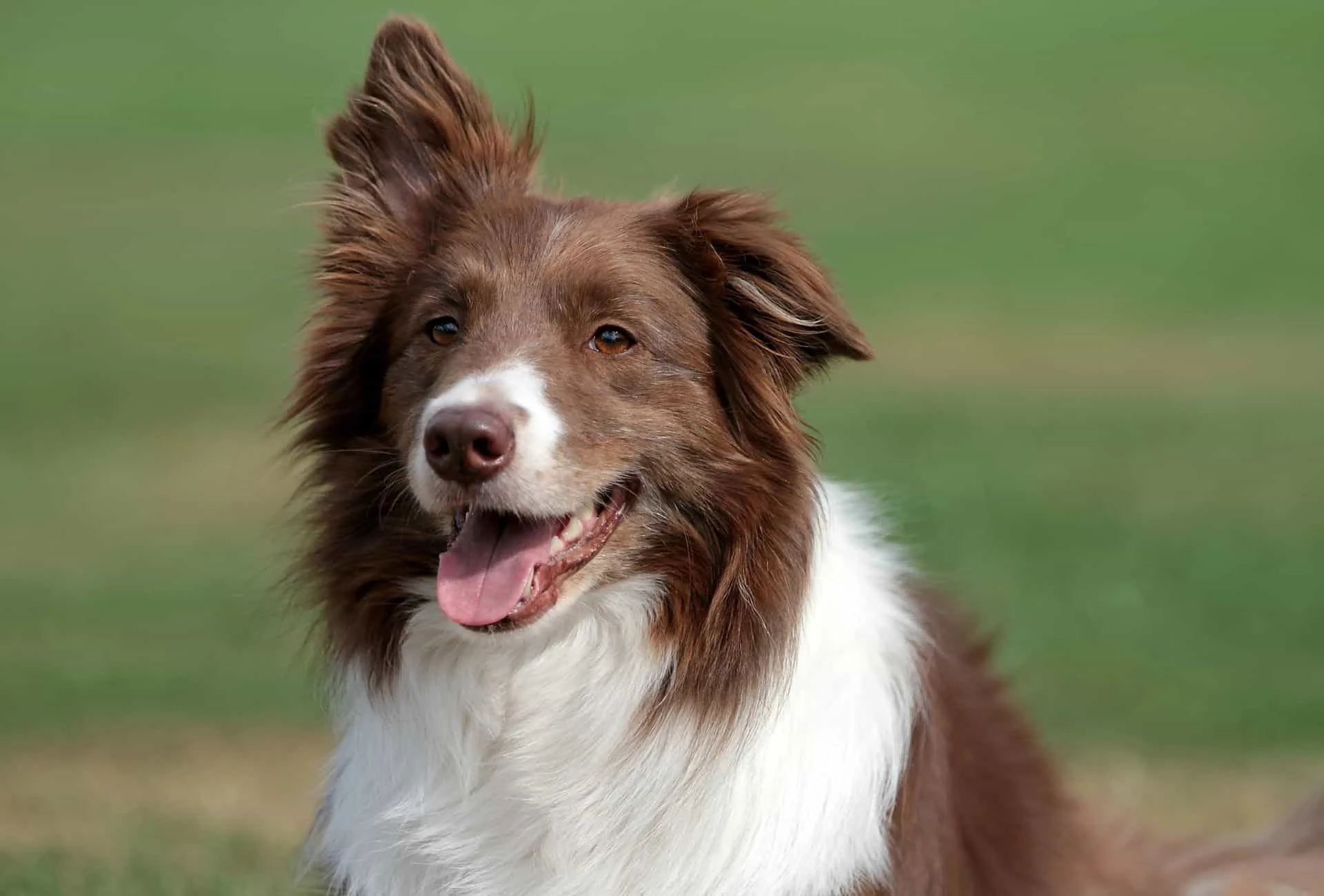 Red Border Collie with white patches below the neck and white around the pink nose.