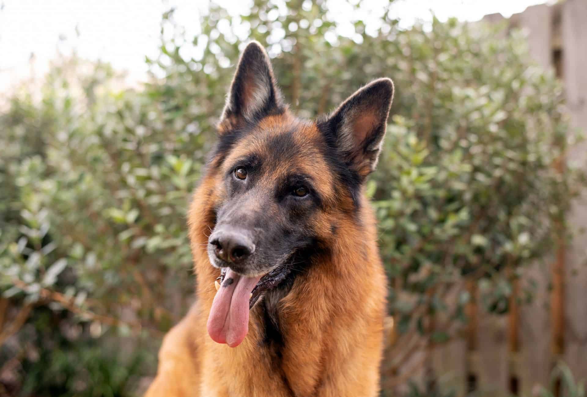 Black and red German Shepherd tilts his head with the tongue out and a black splotch on the tongue.