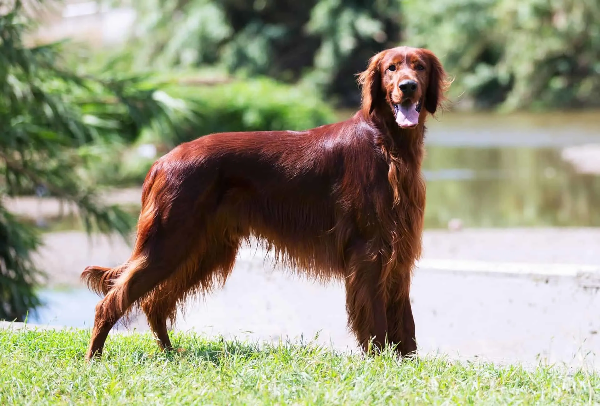 Slender red Irish Setter posing outside.