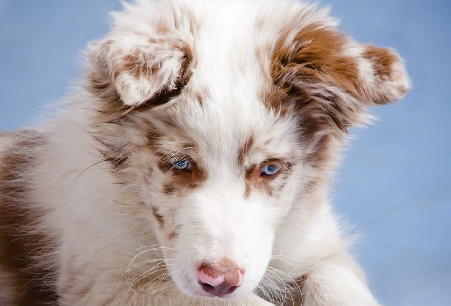 Red merle Border Collie puppy looking down.