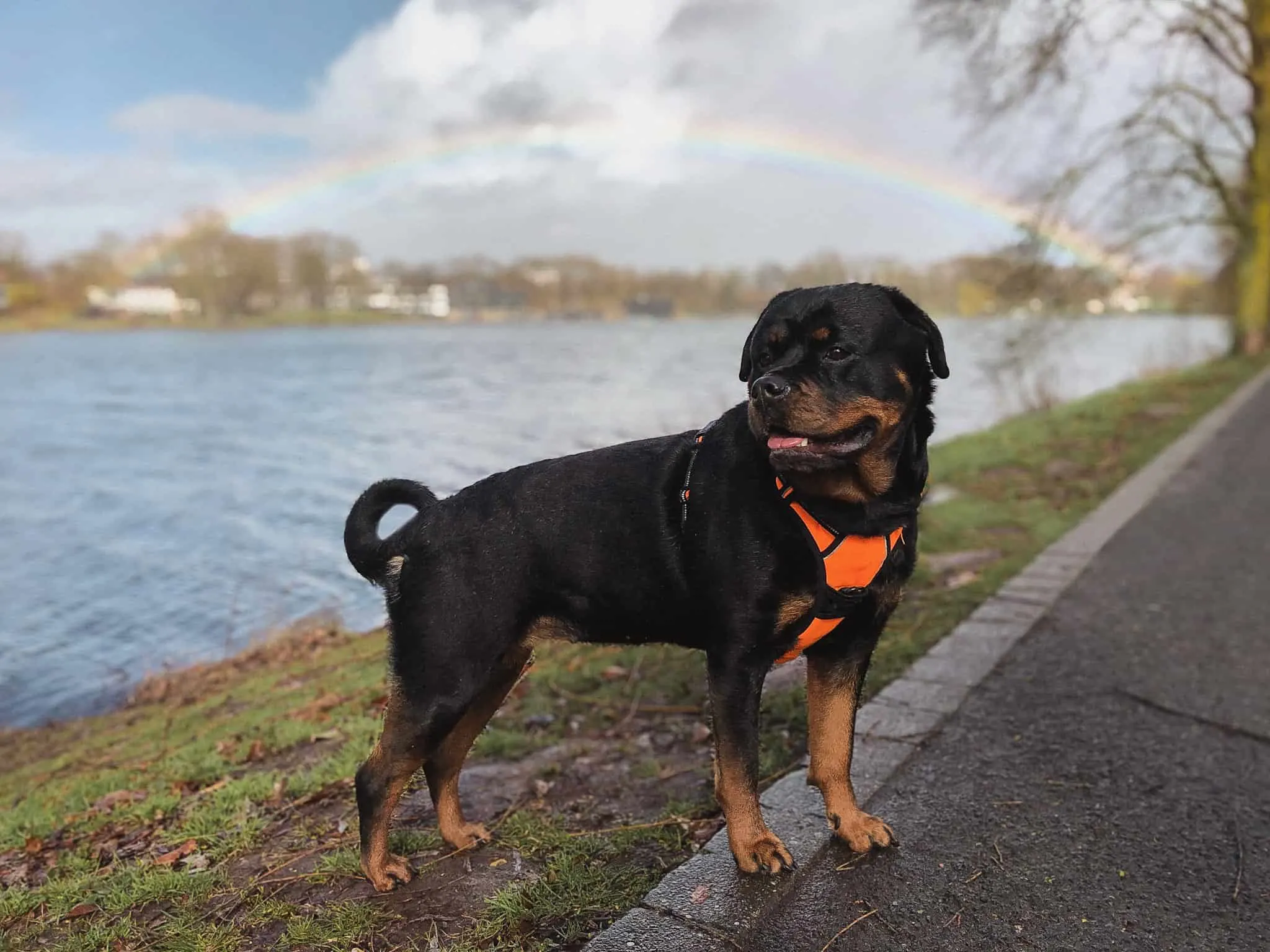 My beautiful Rottweiler girl Amalia who is great with kids is standing in front of a rainbow.