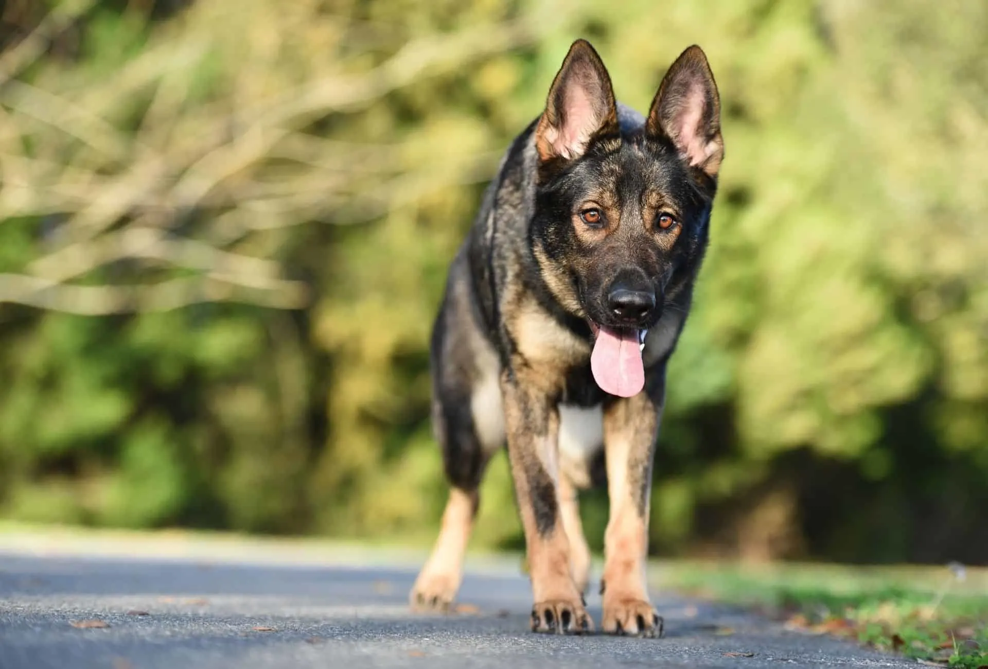 Sable German Shepherd slowly approaches the camera with his head slightly down.