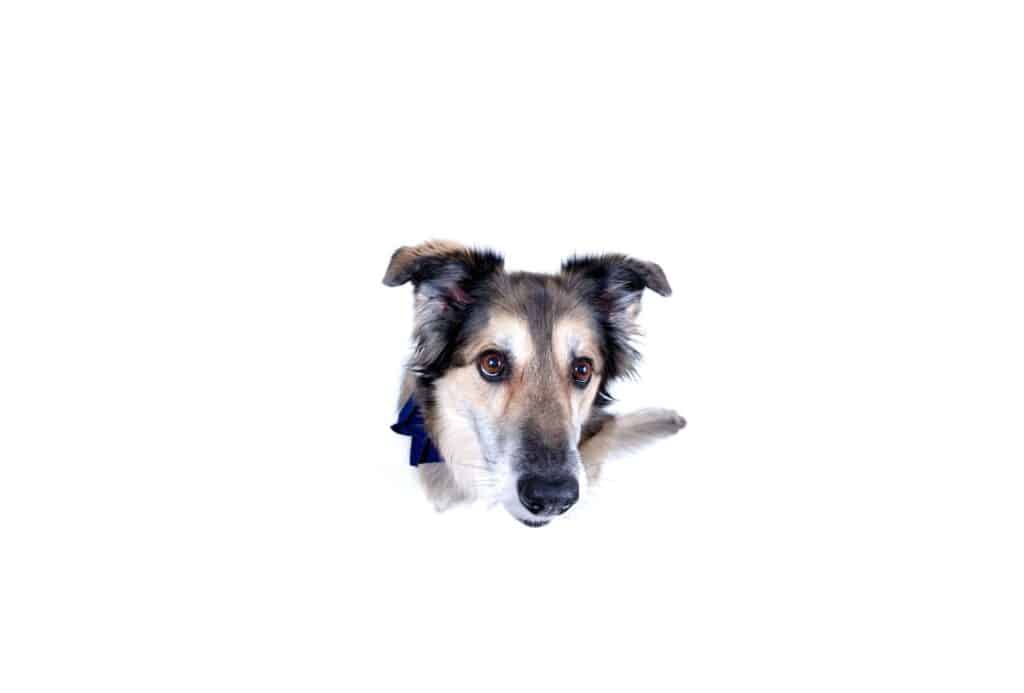 The Shollie is a mix between German Shepherd and Border Collie.
