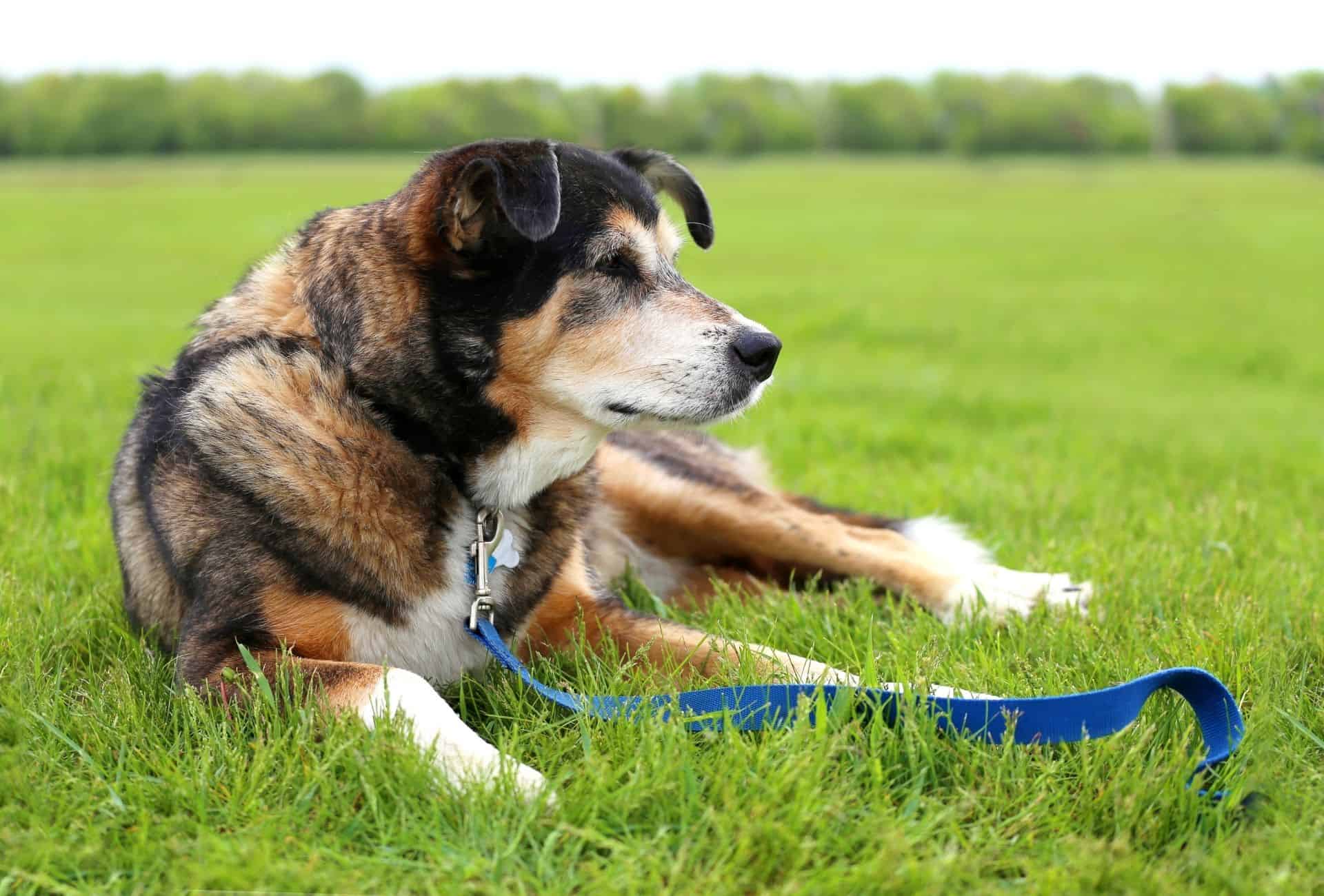 Senior German Shepherd Border Collie mix with a leash attached lies on the grass.