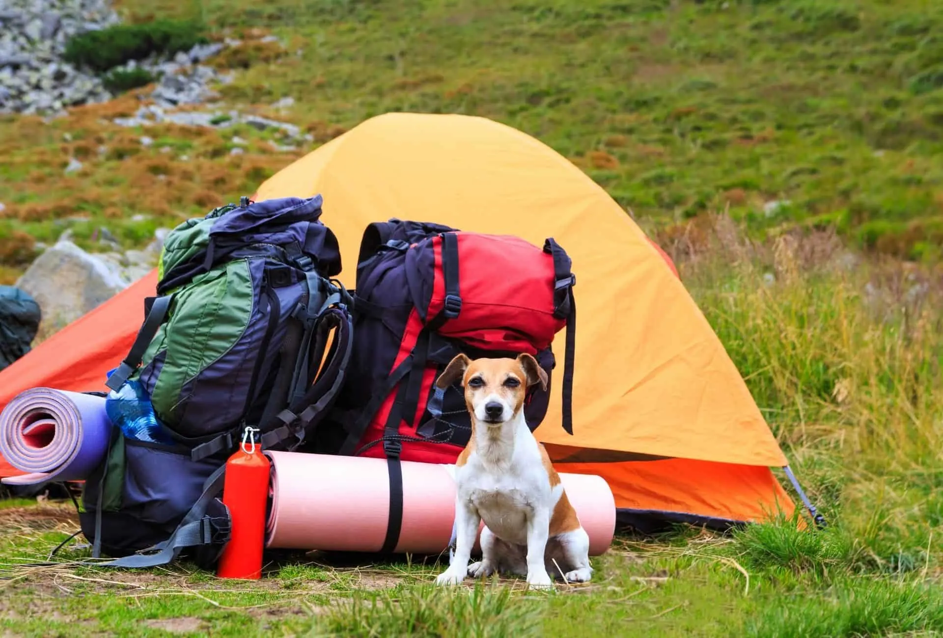 can dogs sleep in a tent