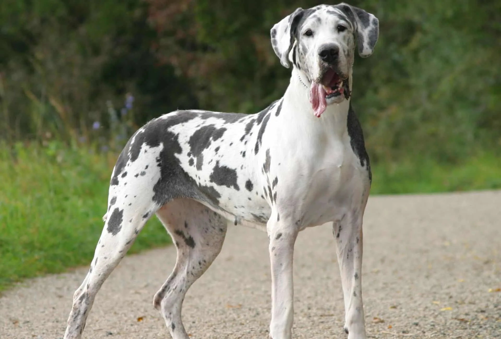 Great Dane with a strong built and white coat with black splotches stands alert.