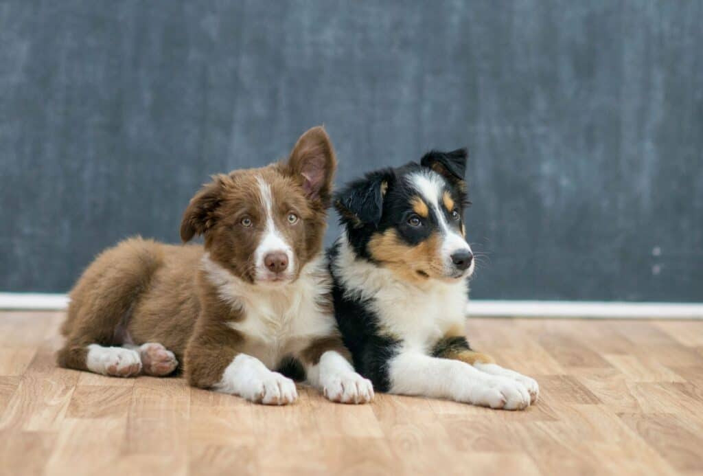 Two Border Collie puppies. One is red with white patches, the other puppy is tri-color.
