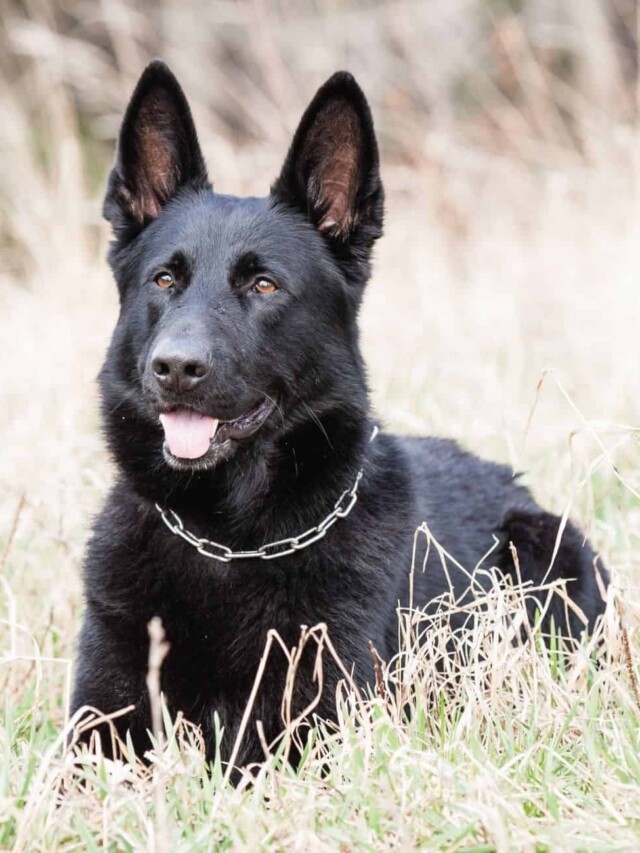 cropped-Black-German-Shepherd.jpg
