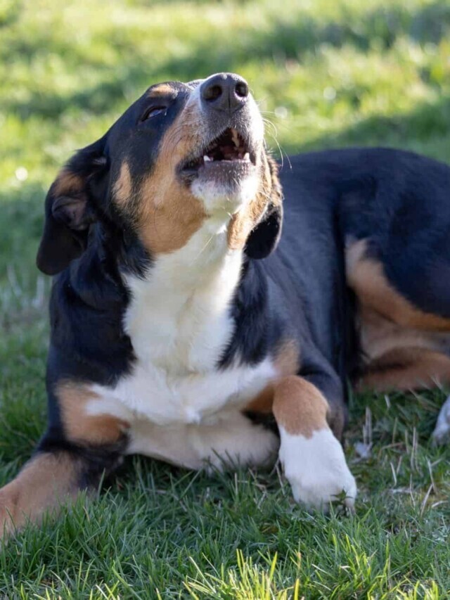 Why Barking Never Stops by Itself