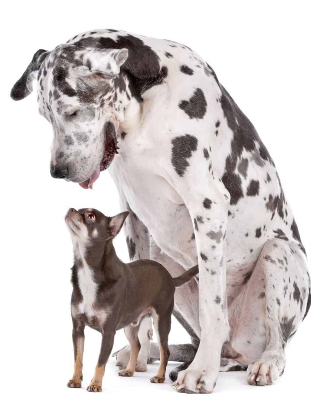 Why Great Danes Have Such Short Lifespans | PawLeaks