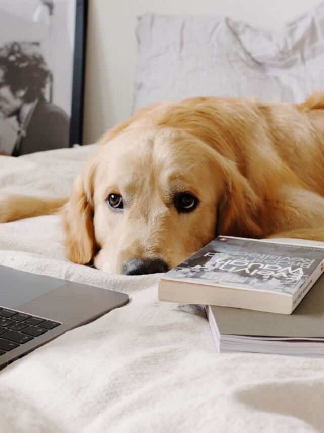 The BEST Large Apartment Dog Breeds PawLeaks