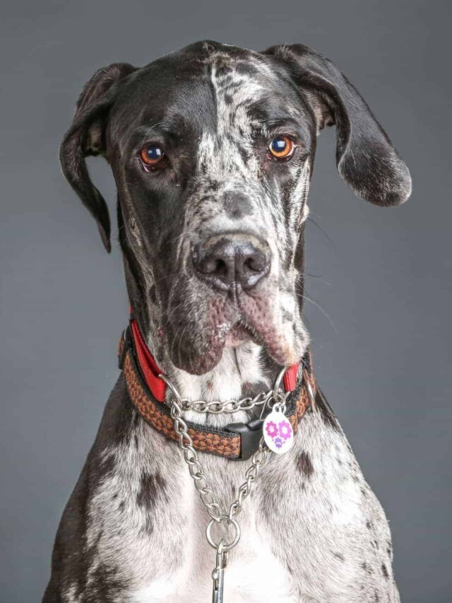 cropped-great-dane.jpg
