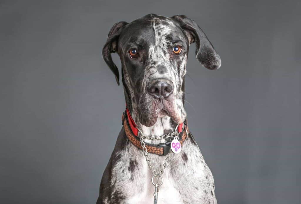 Great Dane head