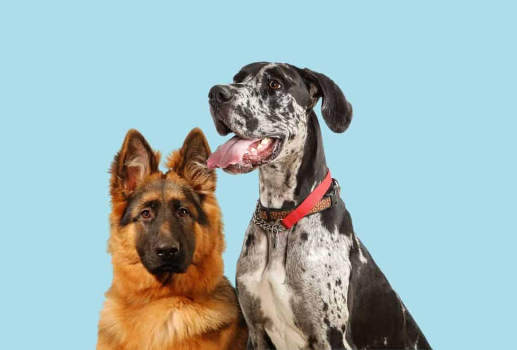 Great Dane and German Shepherd