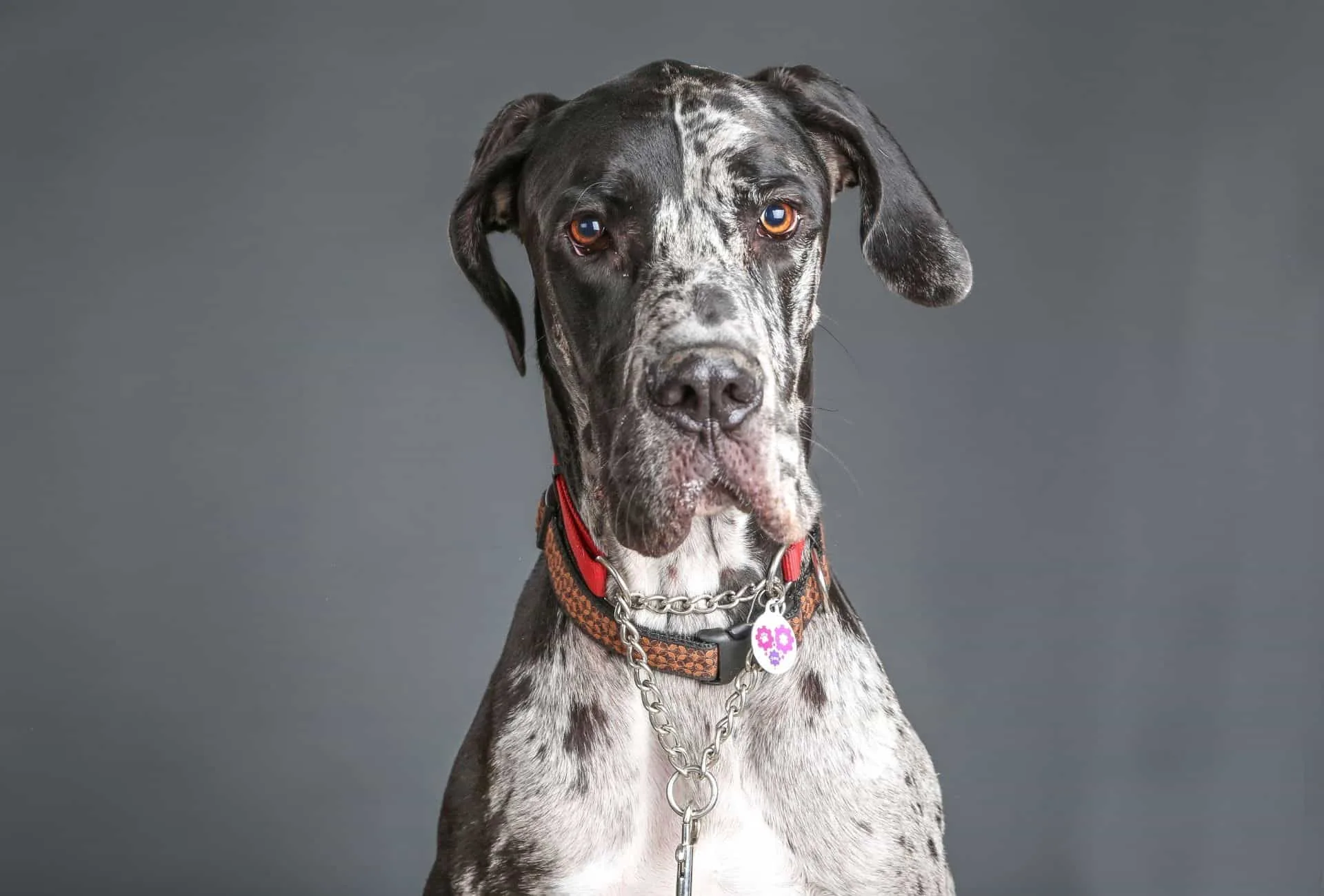 Great Dane mugshot with a collar and tag around his neck.