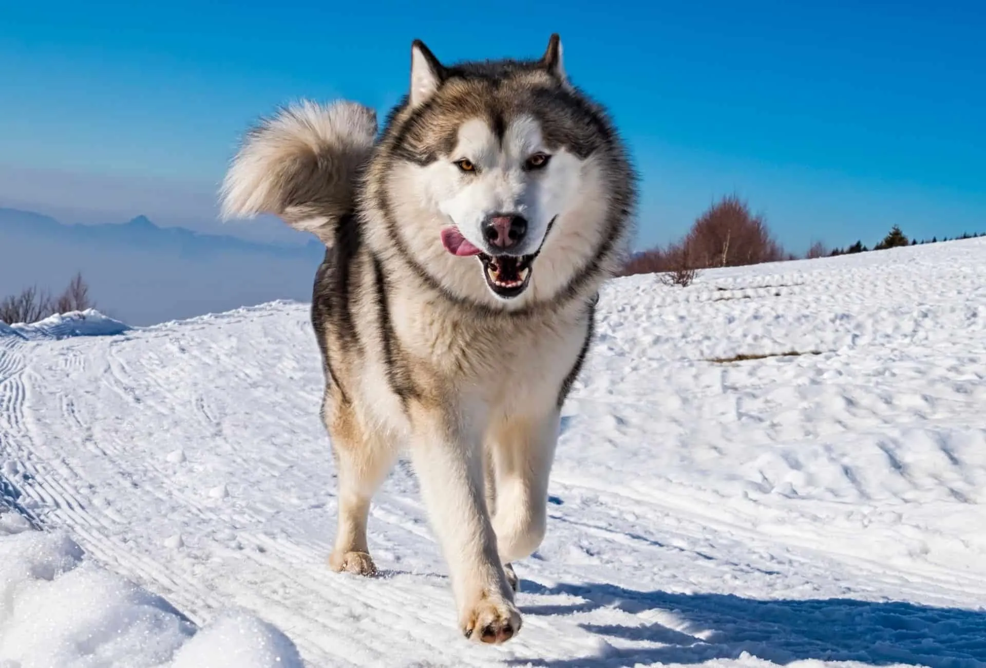 Alaskan Malamute in the snow pouncing like a fierce bear.