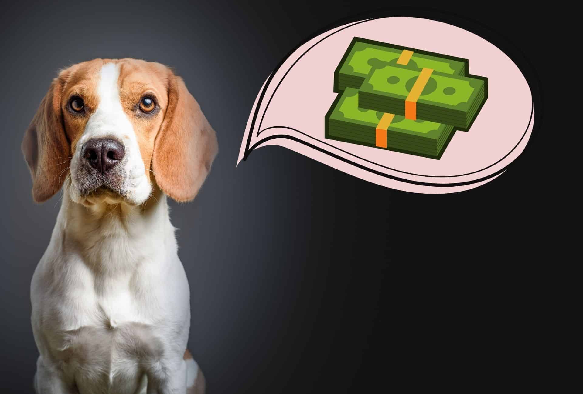 Beagle pup with a bundle of cash in a speech bubble.