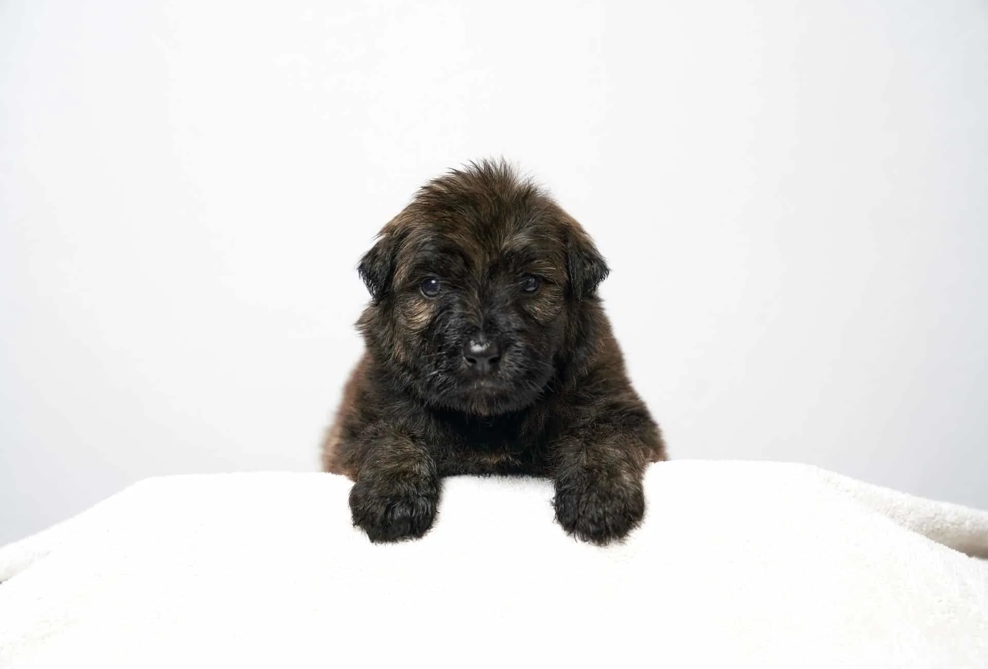 Bouvier des Flandres pup resembles a teddy bear.