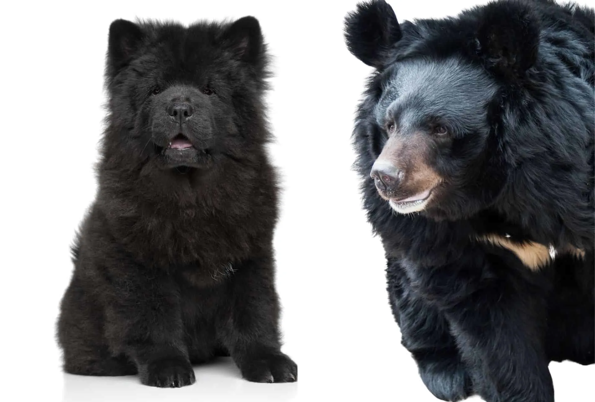 Black Chow Chow puppy next to a black Asian bear.