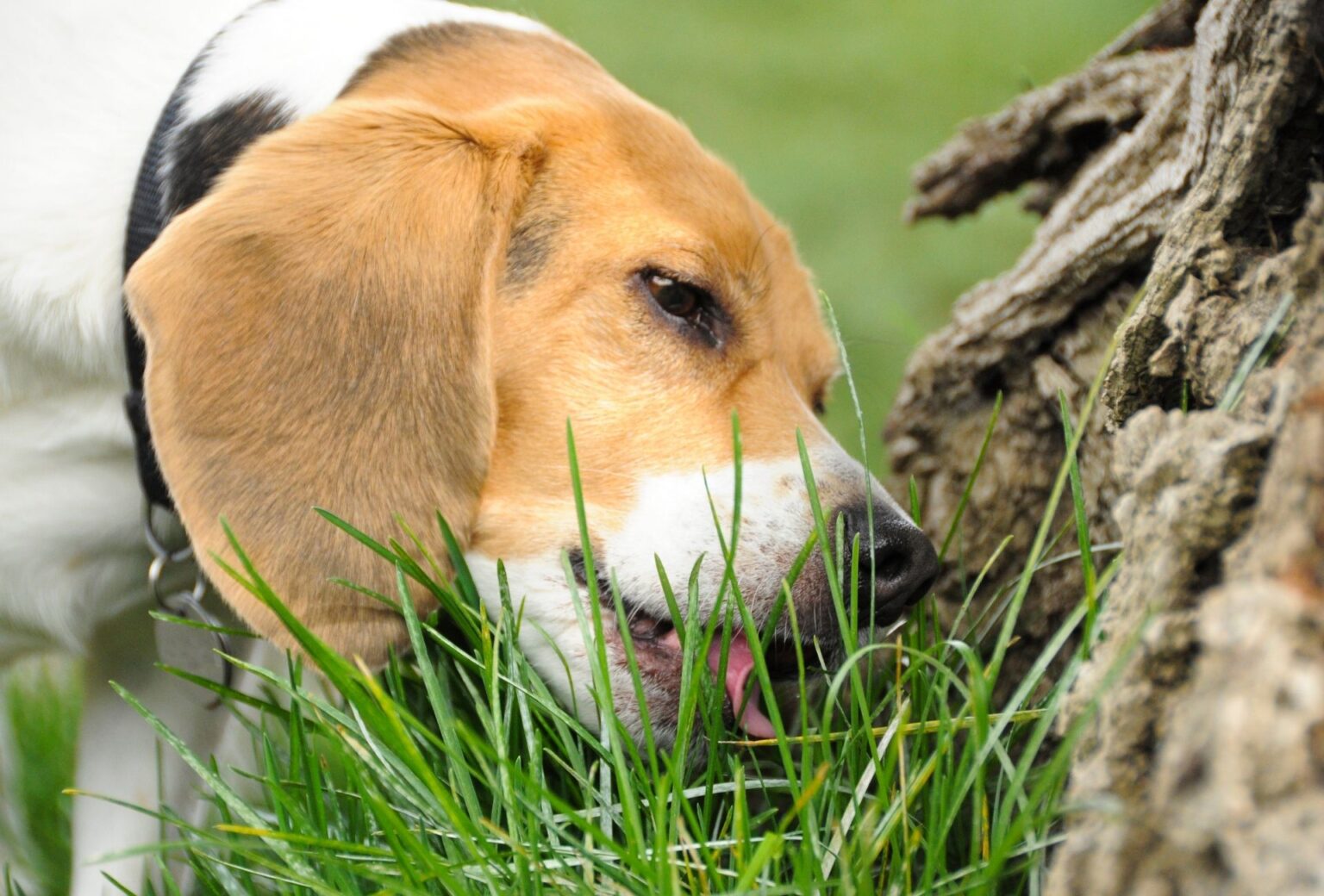 Dog Vomit Color Guide – Everything You Need to Know | PawLeaks - Dogs Eating Grass For Bloating