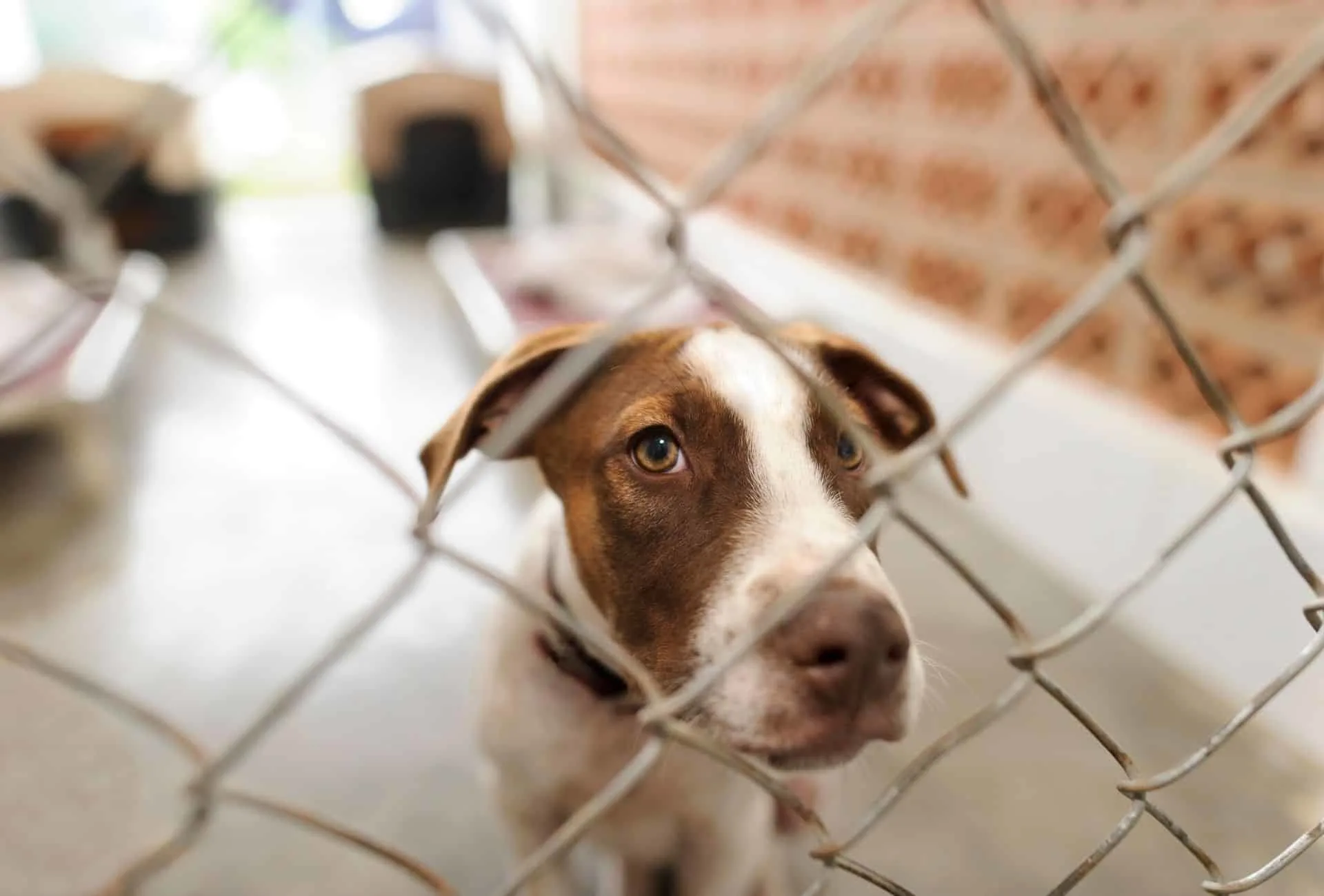 Dog inside his kennel inside the shelter with a sad look in his eyes.
