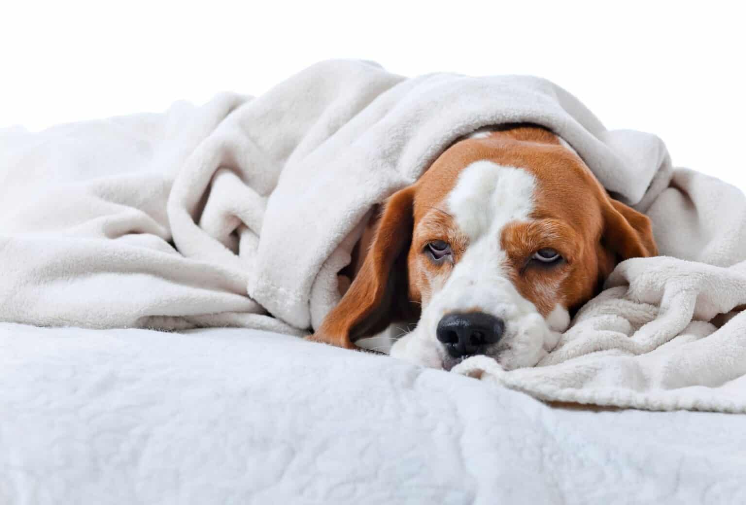 How Much Blood Is Normal For Dogs In Heat My Female Is Bleeding Heavy 