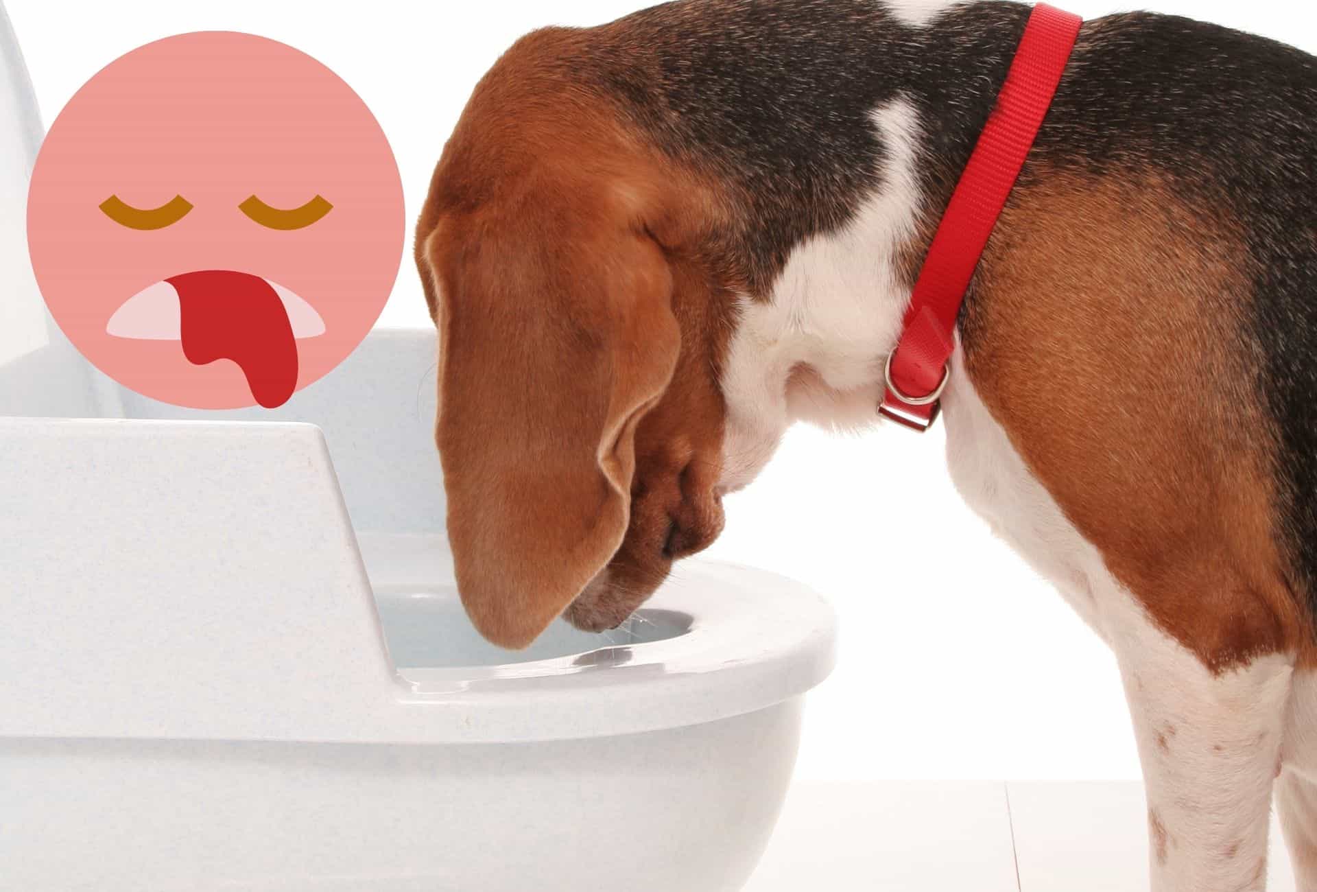 A dog hangs with his head over the toilet with a smiley next to the dog that has bloody dog vomit coming out of the mouth.