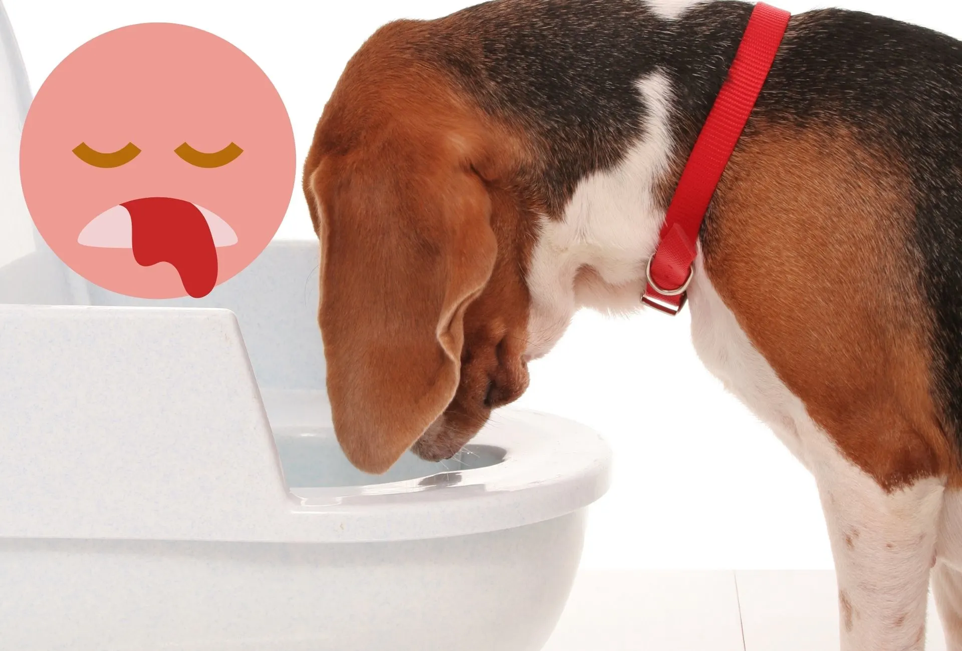 Help Specks Of Blood In Dog Vomit What Should You Do Pawleaks