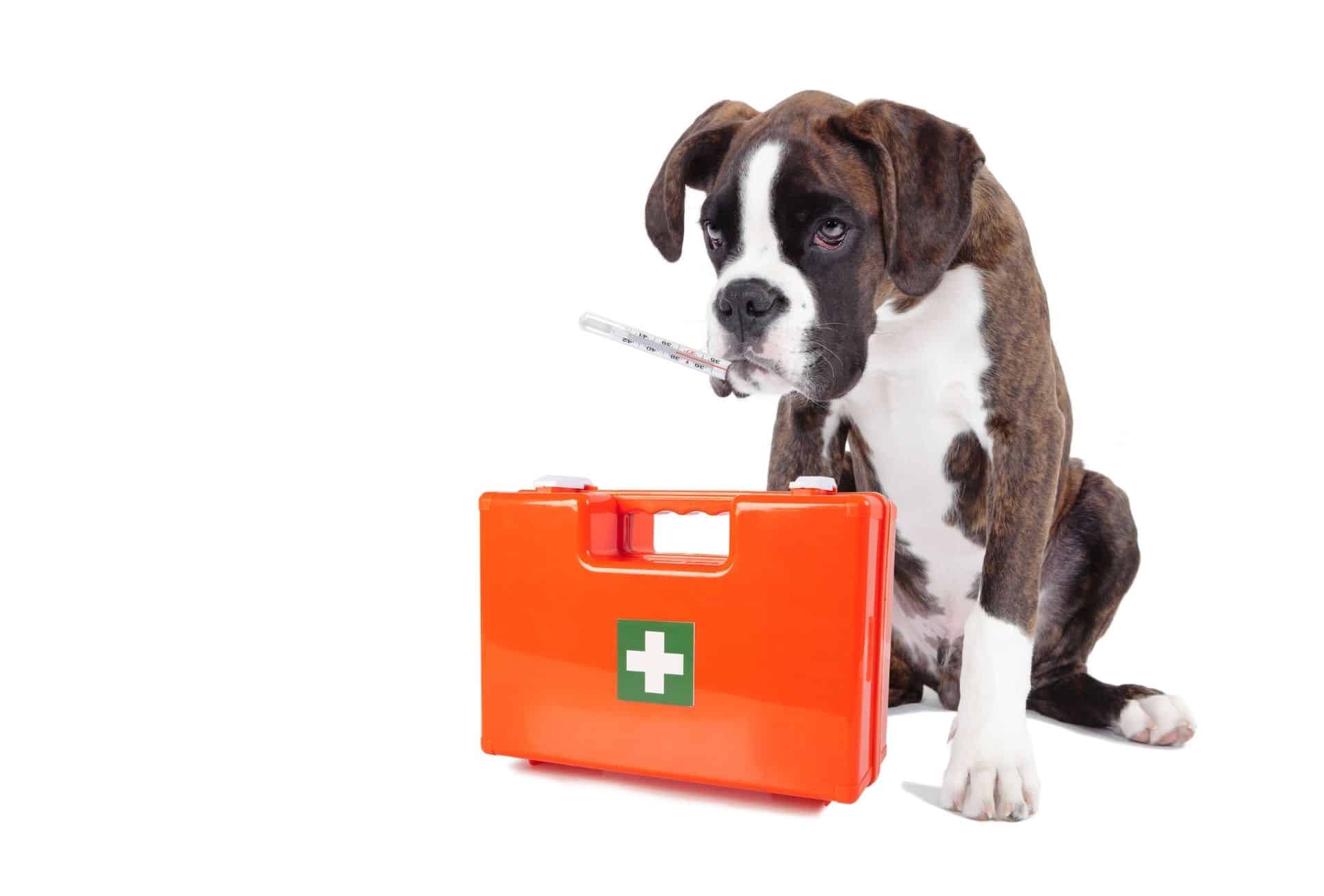 A Boxer with a thermometer in the mouth and a red doggy first aid kid in front of him.