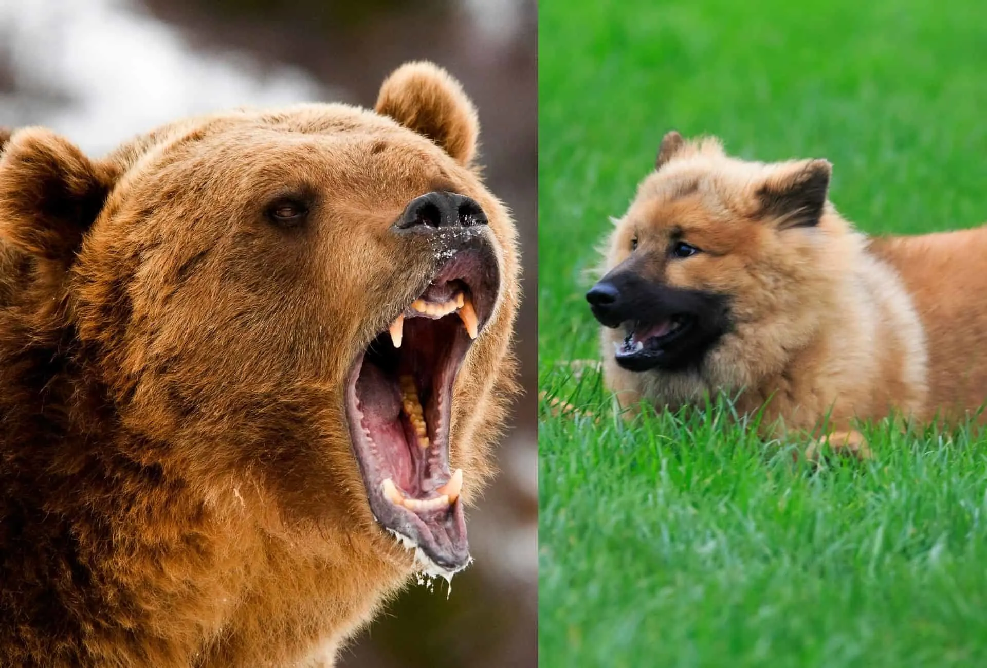 Menacing Grizzly bear next to a fierce-looking Eurasier waiting in the grass.