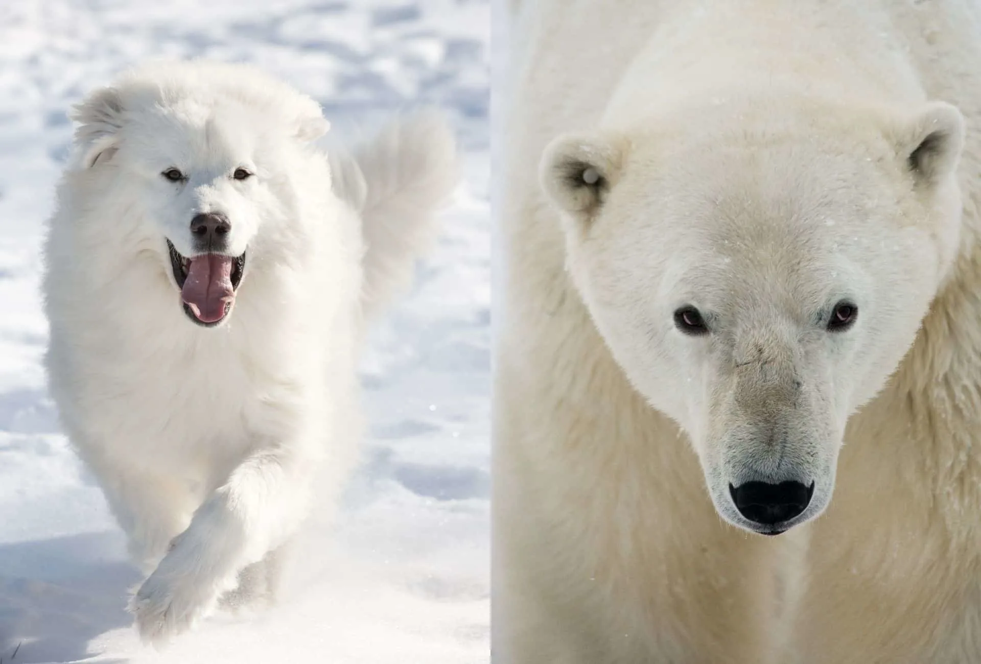 Great Pyrenees running in snow in comparison to the head of a Polar bear with the long snout and white coat.