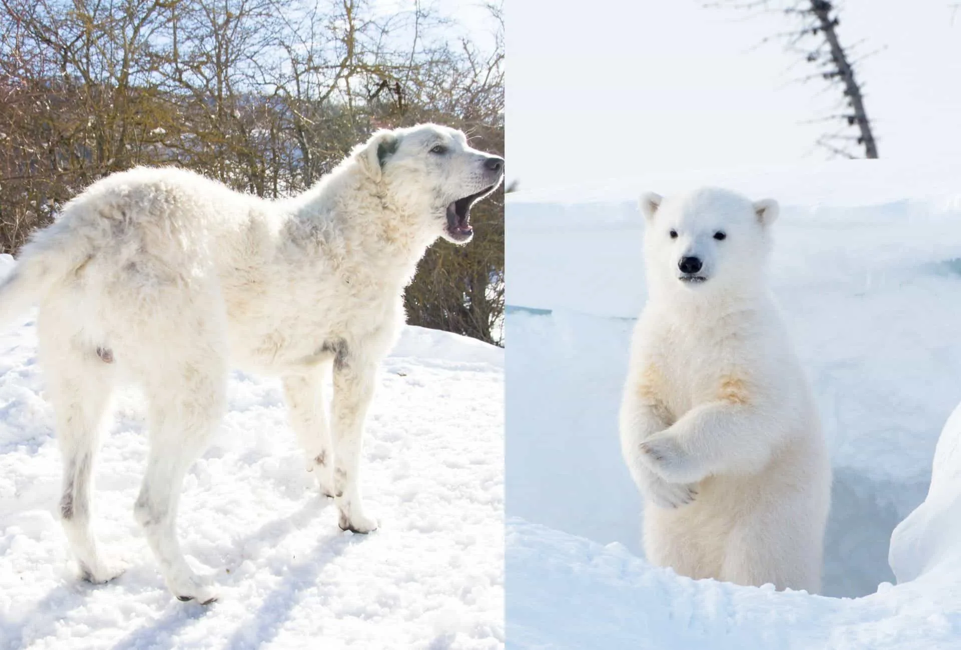 Short-coated Maremma Sheepdog in the snow featured next to a bear cub standing up.