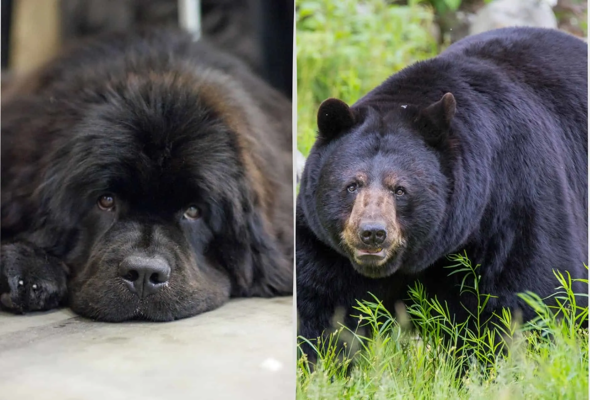 Newfoundland dog featured next to a large black bear with a similar head shape and coat.