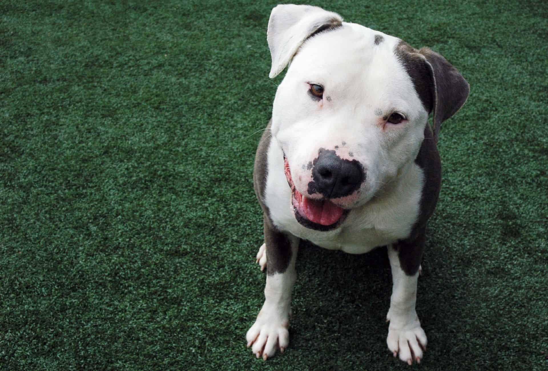 Black and white Pitbull looks at his trainer, showing that rescue dogs need time to adjust.