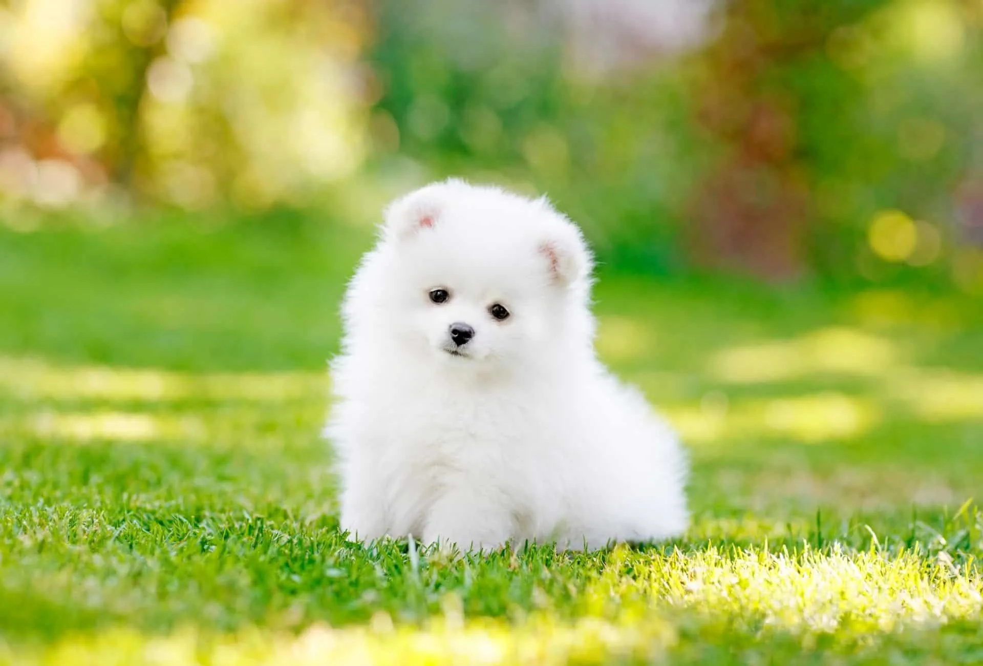 Pomeranian looking like a very small Polar bear.