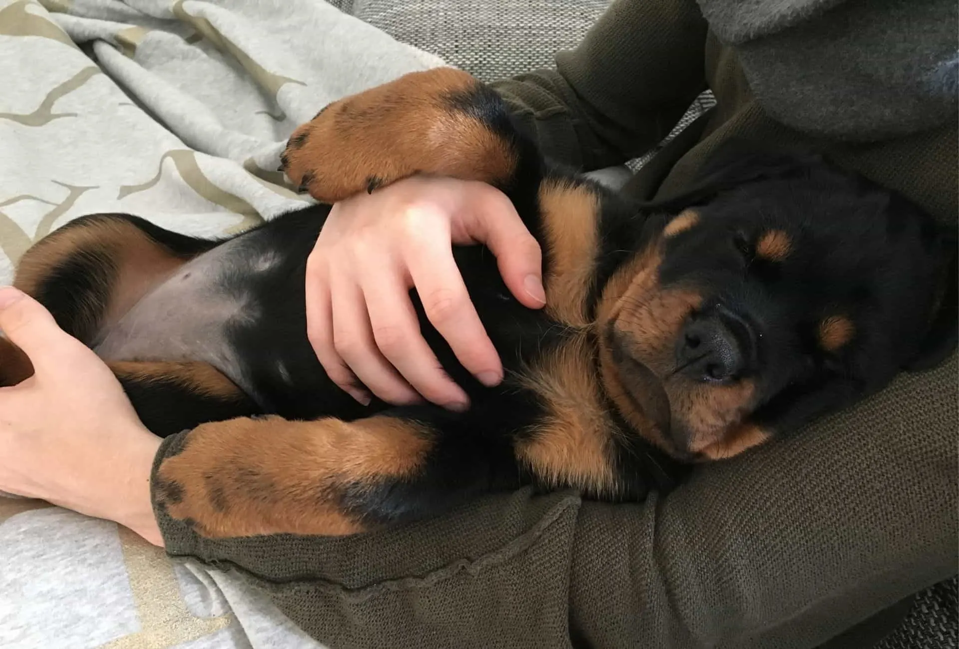 Picture of my Rottweiler puppy sleeping on her back after she's been on a walk and exercised properly.