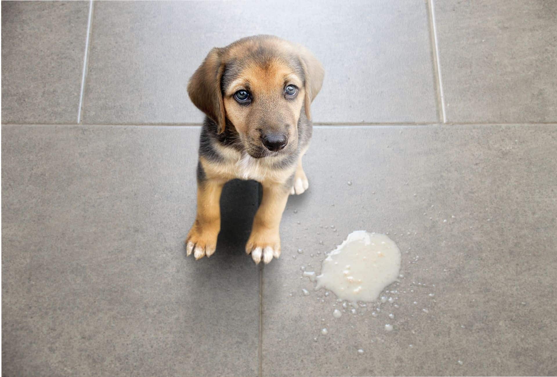 Puppy sits next to a small puddle of white dog vomit.