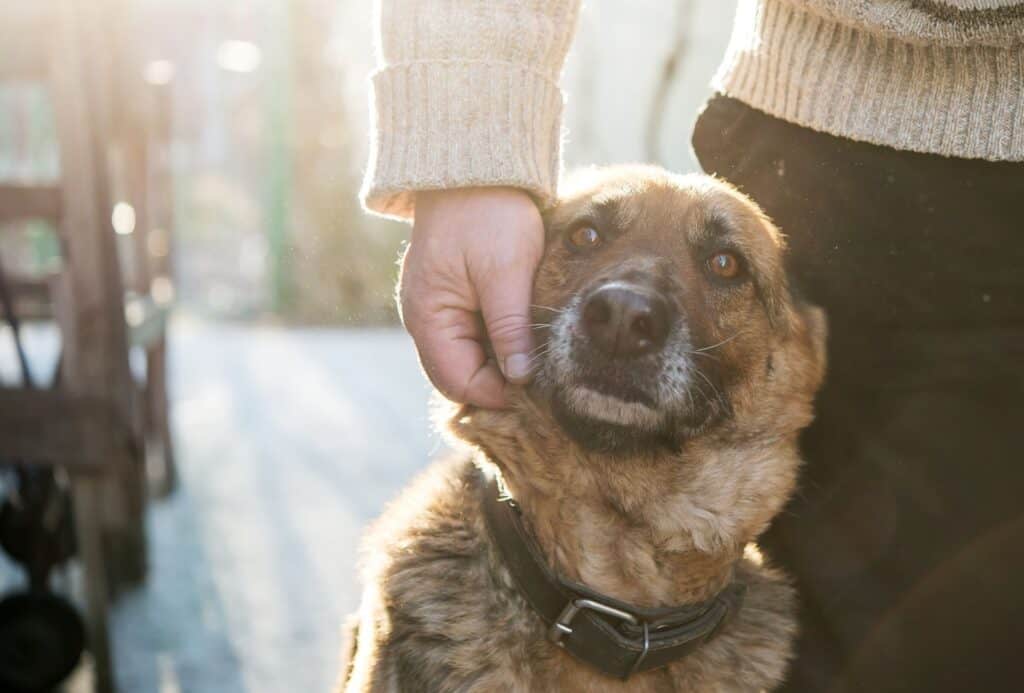 Senior rescue dog sits close to his new owner.