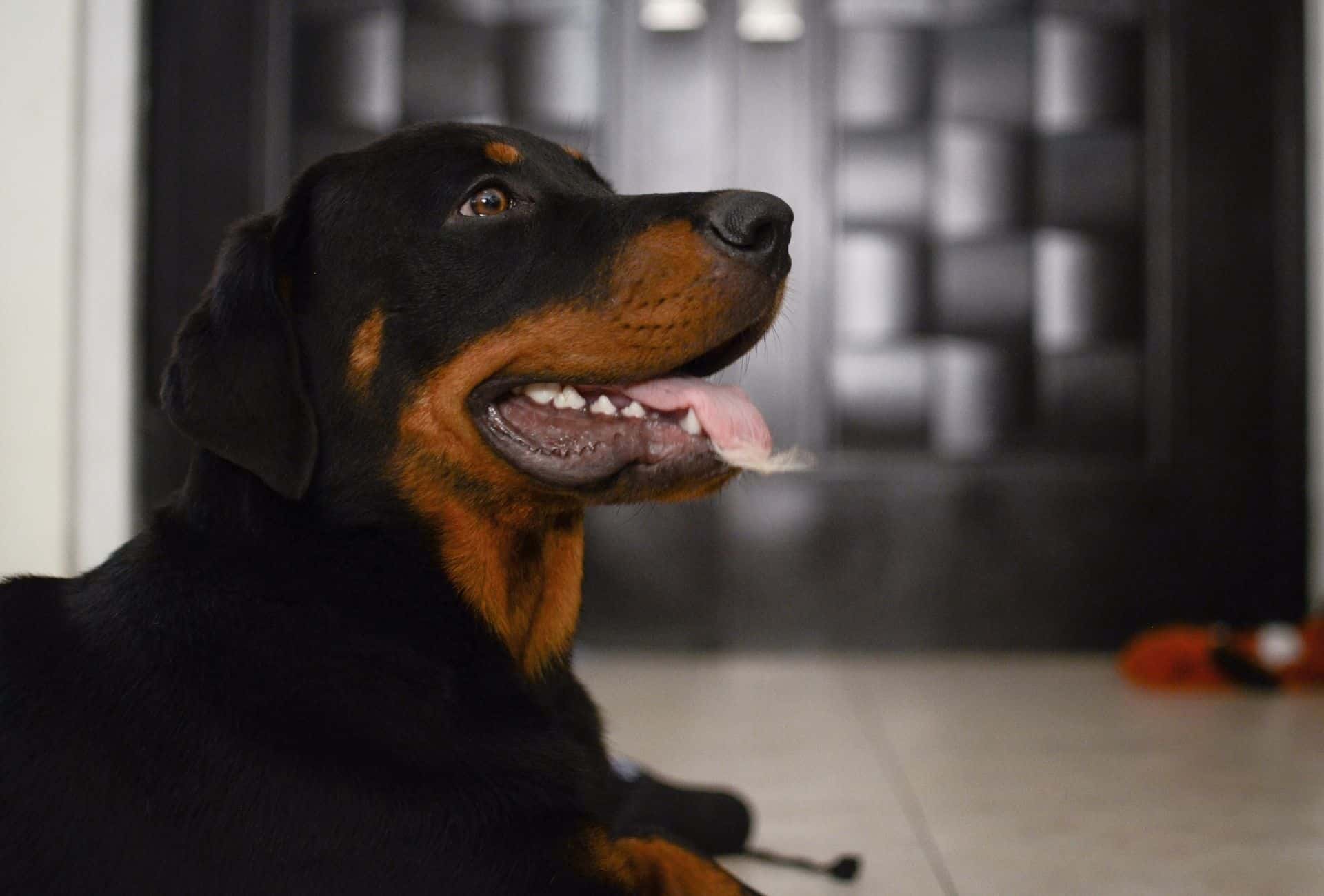 The Rotterman is a cross between a Rottweiler and a Doberman.  This hybrid has a longer Doberman snout, but the coat and head are similar to the Rottweiler.