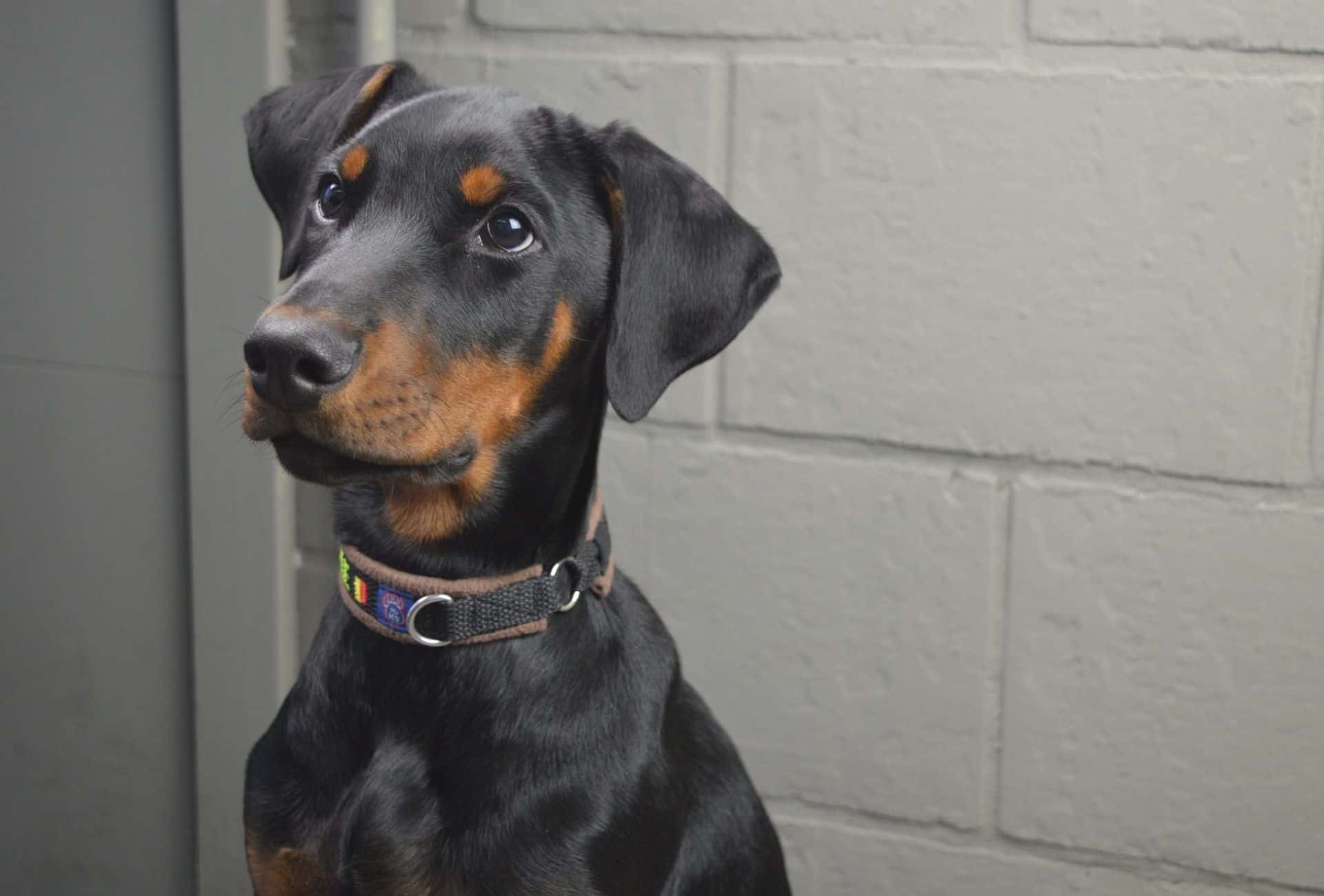 Young Rottweiler Doberman mix.